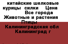 китайские шелковые курицы (силки) › Цена ­ 2 500 - Все города Животные и растения » Птицы   . Калининградская обл.,Калининград г.